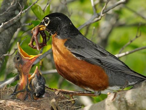 Mama bird feeding baby bird a worm.