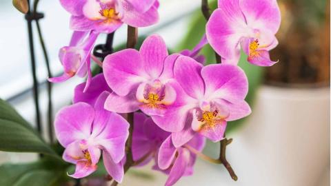 An image of a pink orchid.