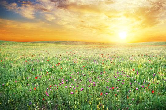 Sunny meadow with flowers.