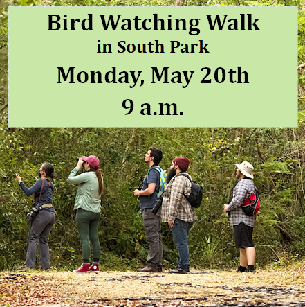 A group of people using binoculars to look up into the trees.