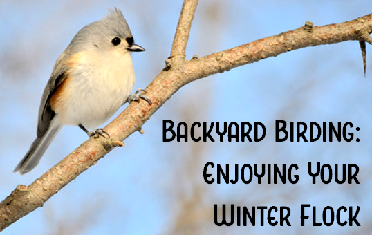 Tufted Titmouse on a branch.